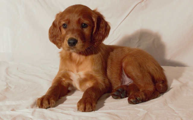 Dark Red Golden Retriever Puppies For Sale Near Me Petfinder